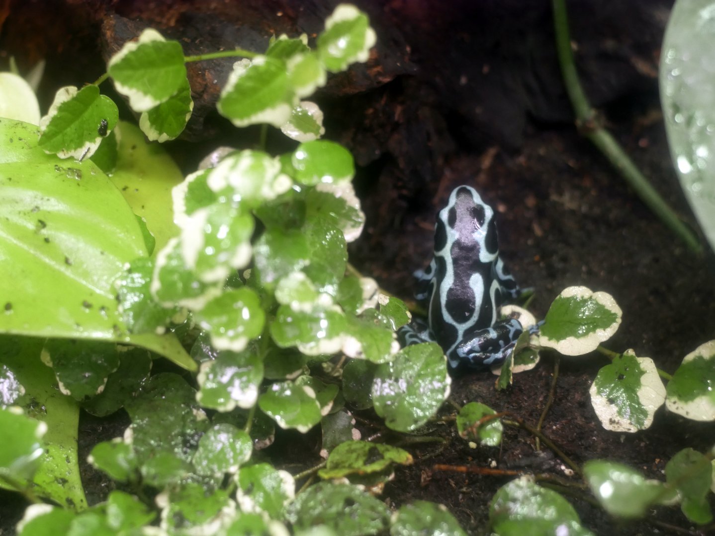 Green-and-black poison dart frog (Dendrobates auratus)