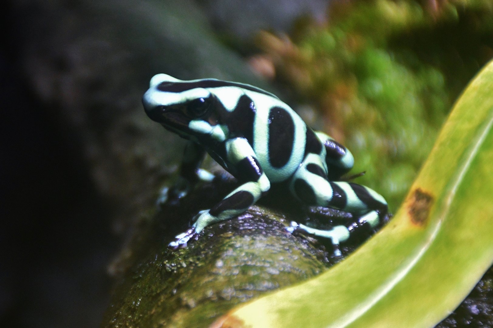 Green and Black Poison Dart Frog (Dendrobates auratus)