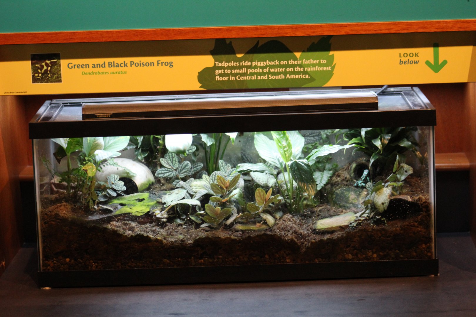 Green-and-Black Poison Dart Frog Enclosure