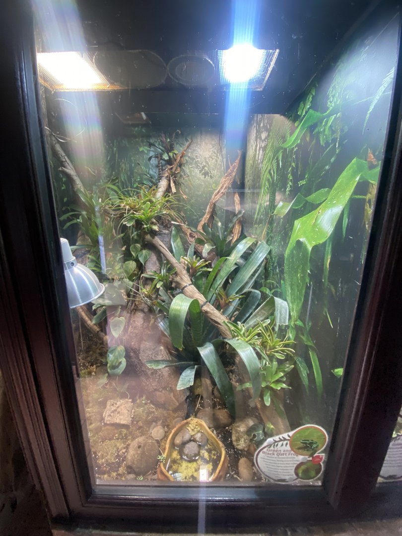 Green and black poison dart frog exhibit 040324