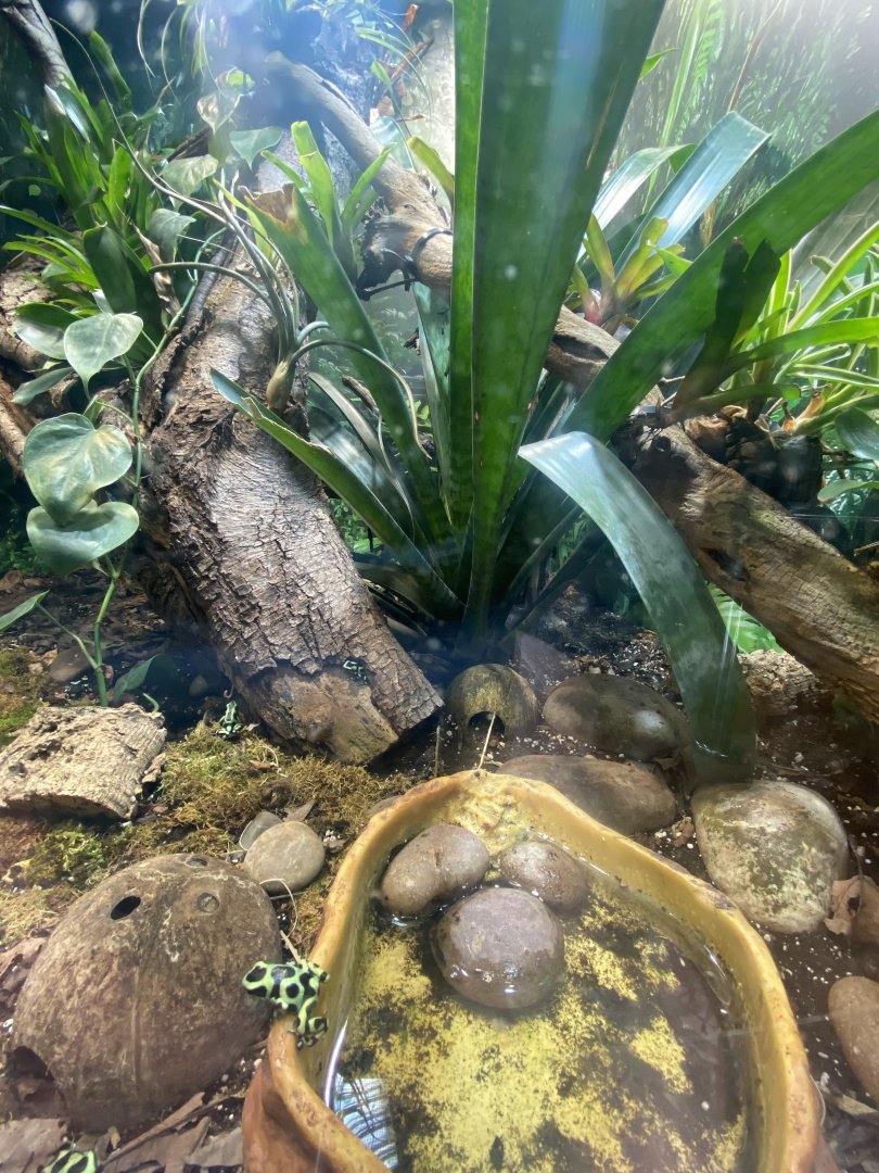 Green and black poison dart frog exhibit 040324