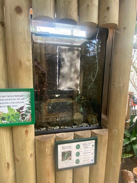 Green and black poison dart frog exhibit 200922