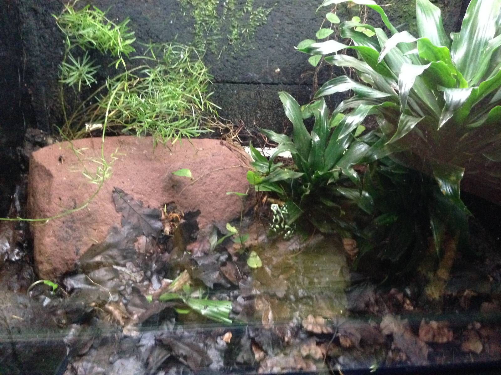 Green and Black Poison Dart Frog Exhibit at Blue Planet Aquarium - 05/10/20