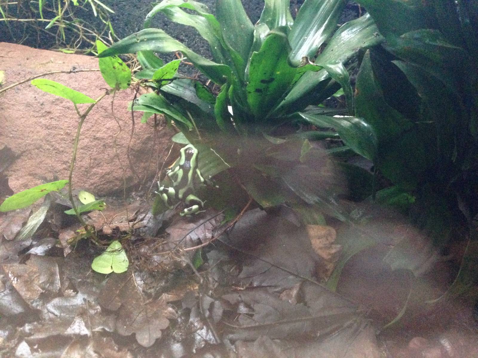 Green and Black Poison Dart Frog Exhibit at Blue Planet Aquarium - 05/10/20