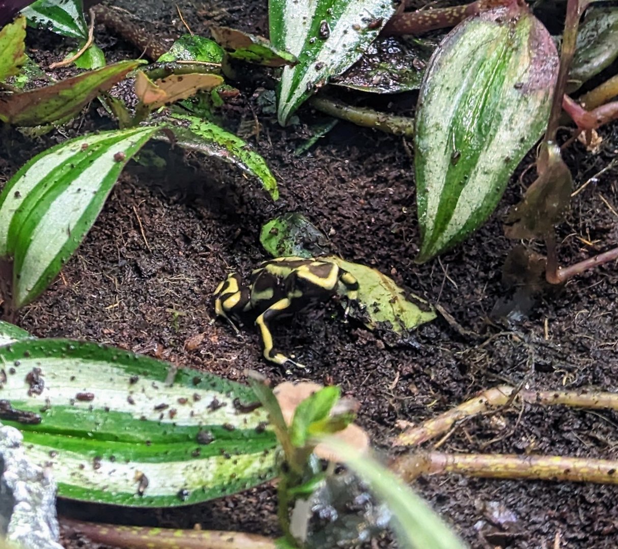 Green-and-black Poison Dart-frog - July 8th 2023