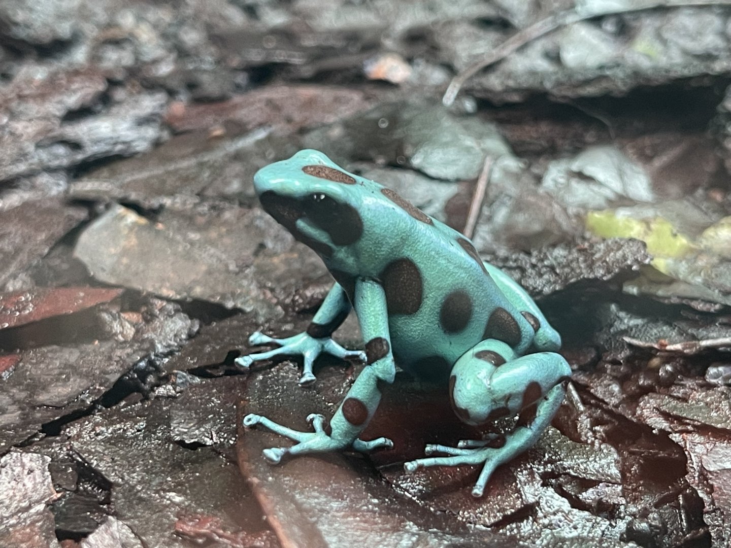 green-and-black poison dart frog “microspot” (dendrobates auratus) (1)