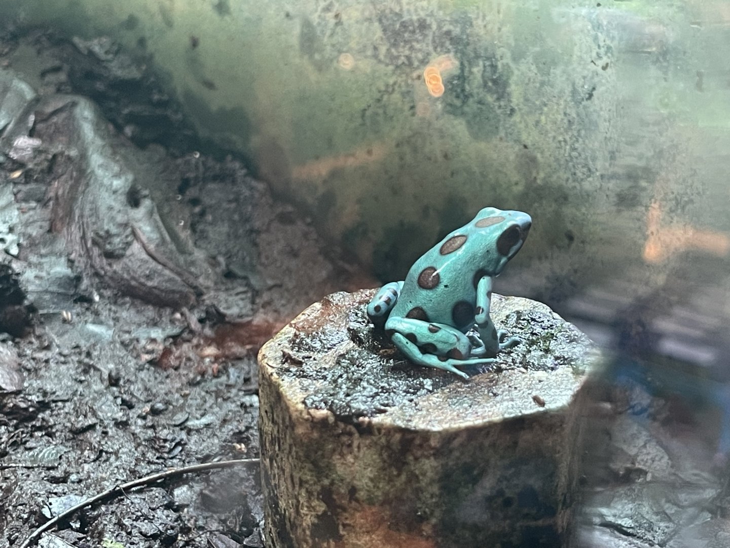 green-and-black poison dart frog “microspot’’ (dendrobates auratus) (2)