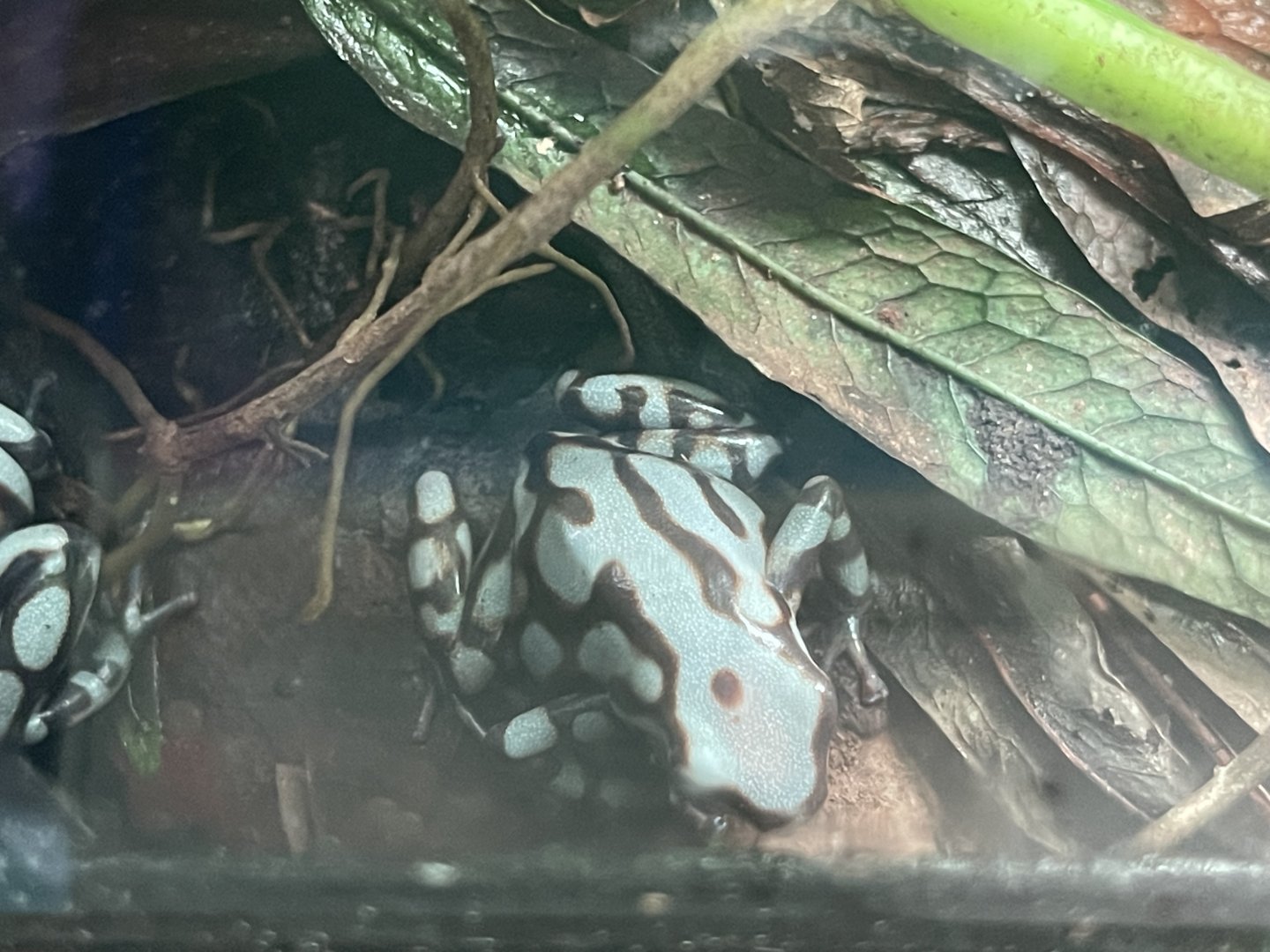 green-and-black poison dart frog “pena blanca” (dendrobates auratus) (1)