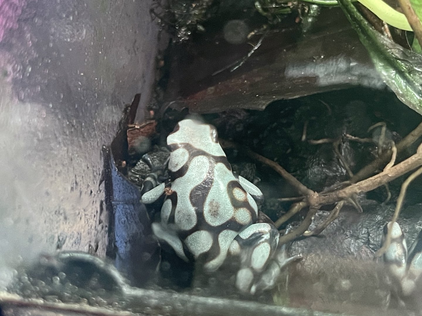 green-and-black poison dart frog “pena blanca” (dendrobates auratus) (2)