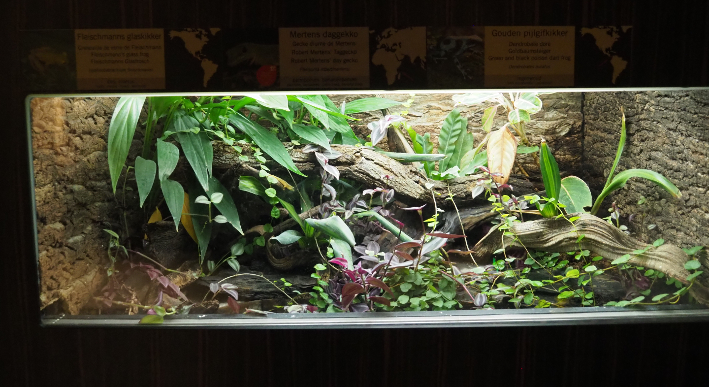 Green and black poison dart frog, Robert Merten's day gecko and Fleischmann's Glass frog terrarium, 2020-09-20