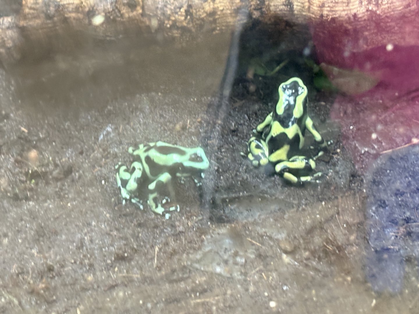 Green-and-Black Poison Dart Frog - Seen January 26, 2025