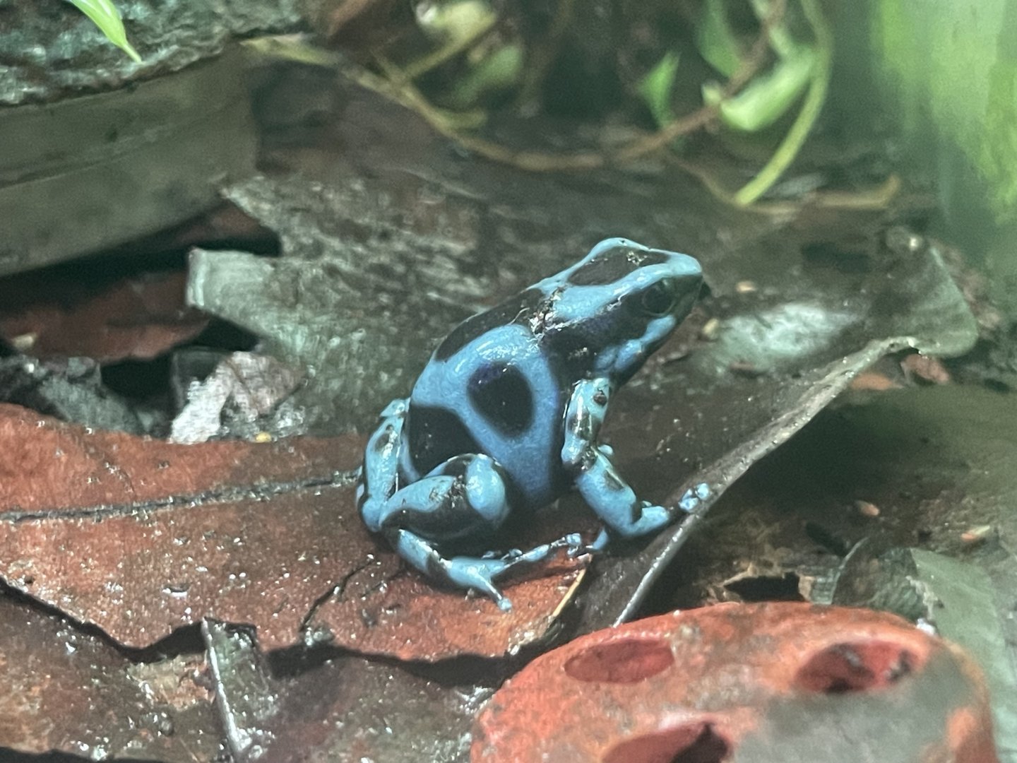 green-and-black poison dart frog “super blue” (dendrobates auratus)