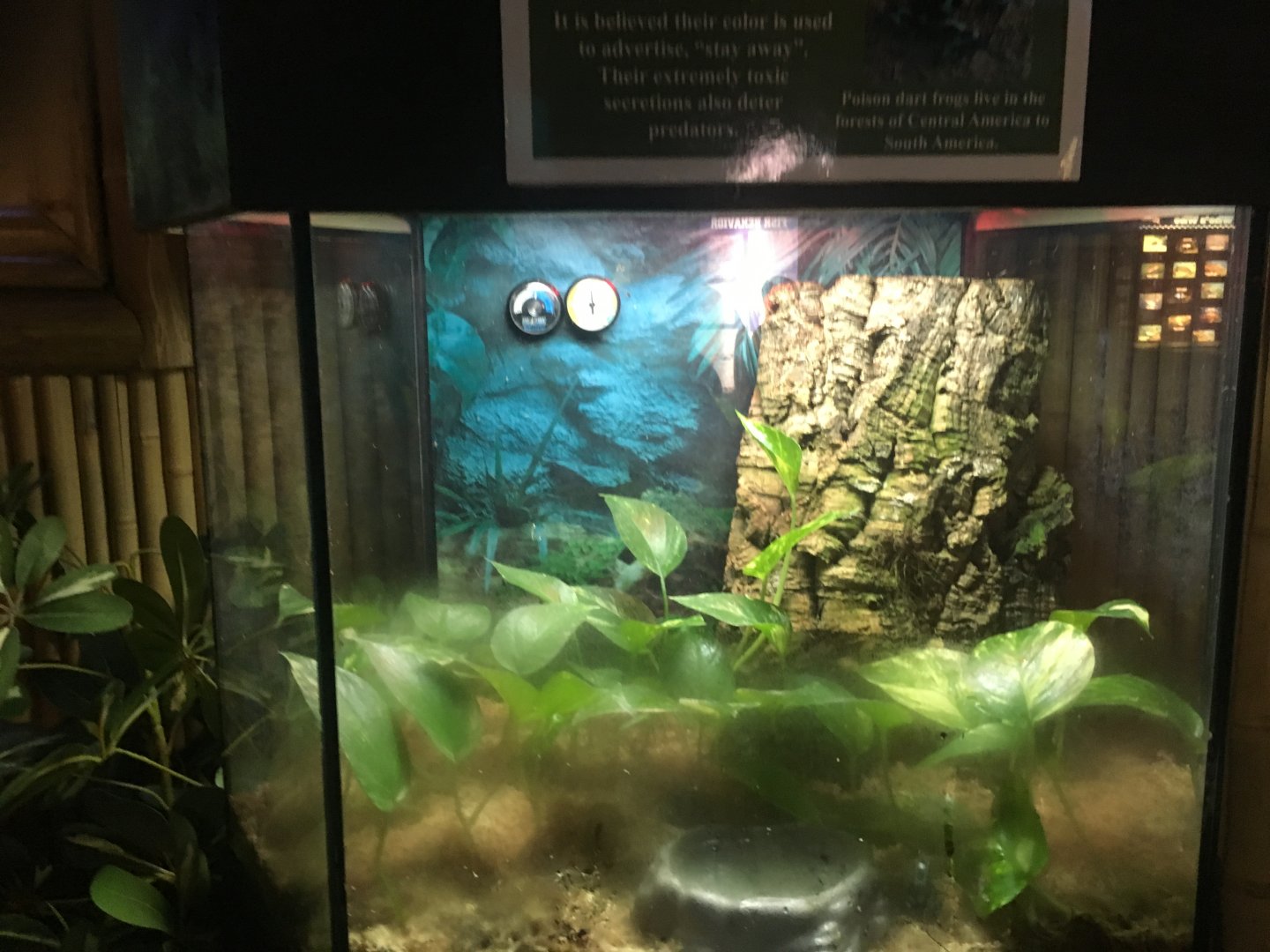 Green and black poison dart frog terrarium