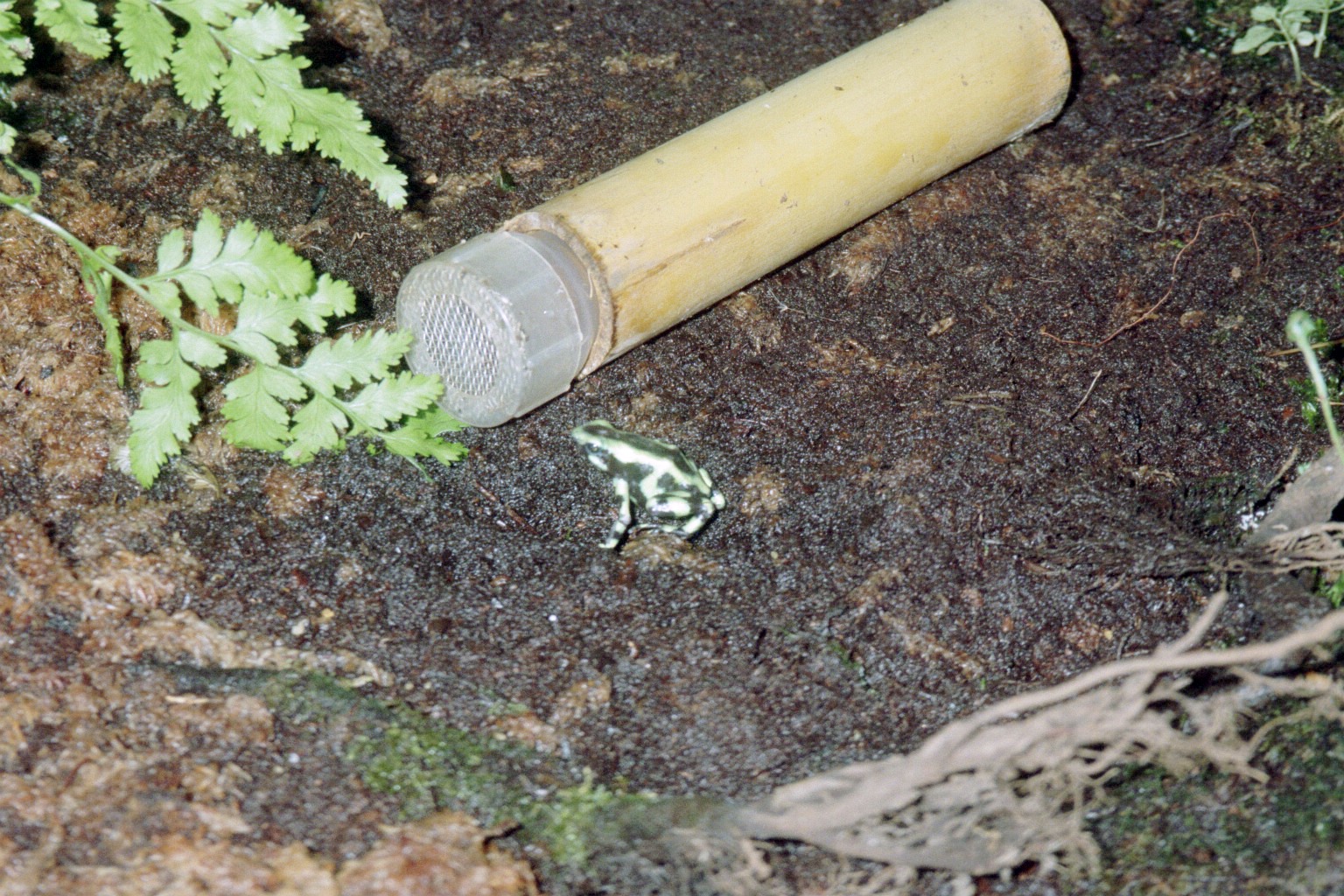 Green and Black Poison Dart Frog