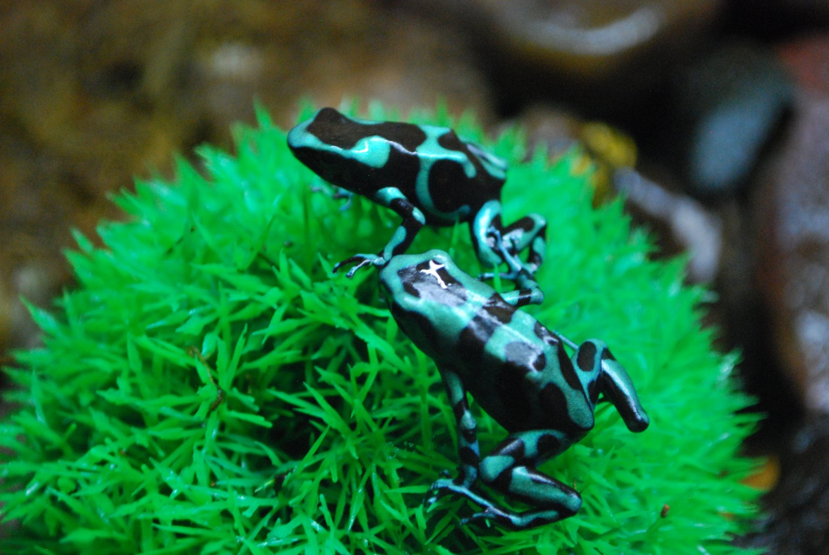 Green and Black Poison Dart Frog