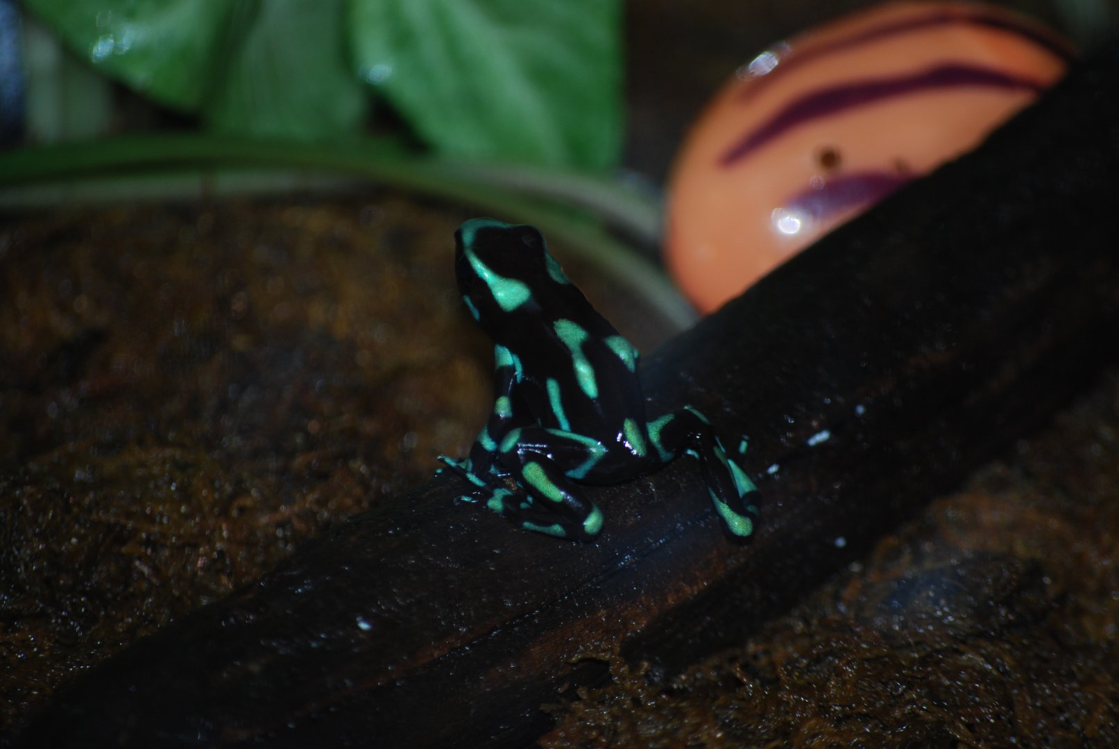 Green and Black Poison Dart Frog