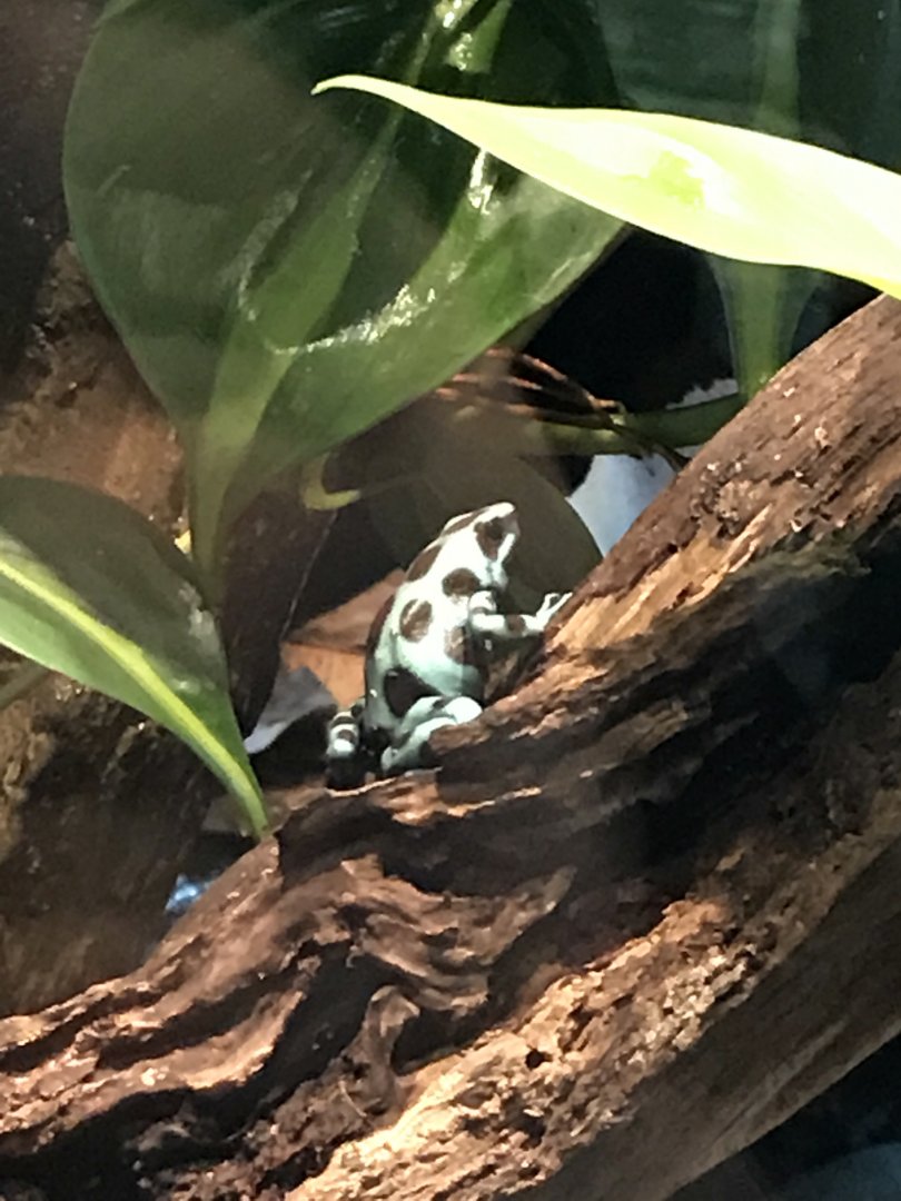 Green and black poison dart frog