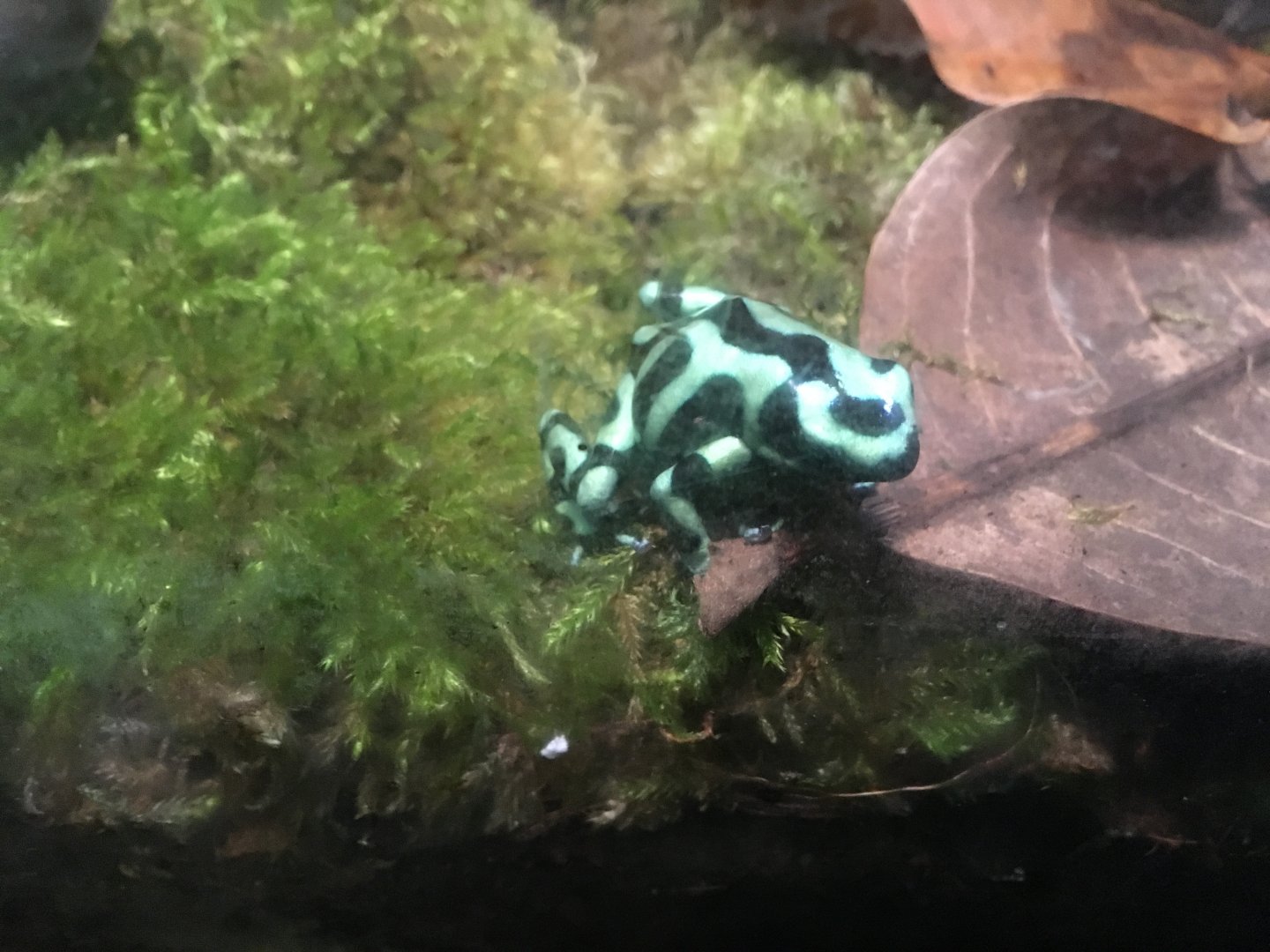 Green and black poison dart frog