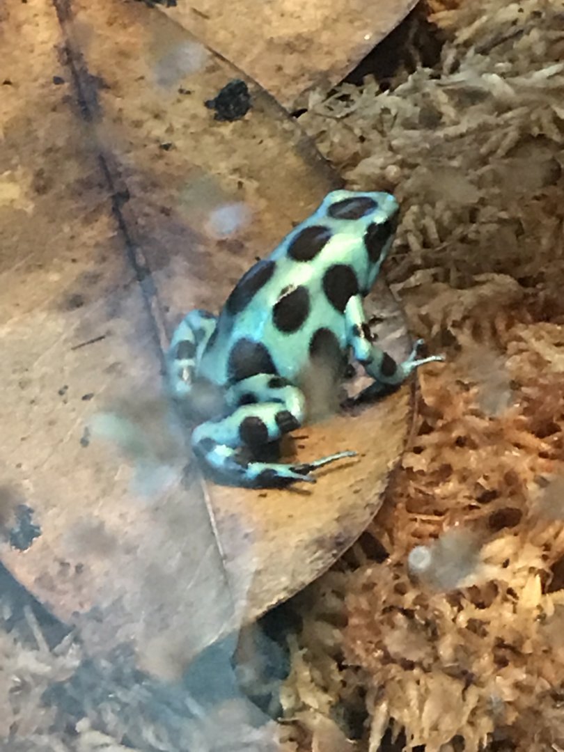 Green-and-black poison dart frog