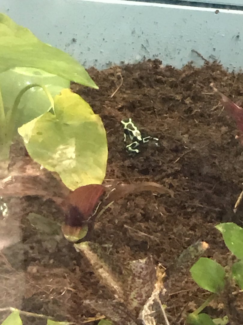 Green and black poison dart frog