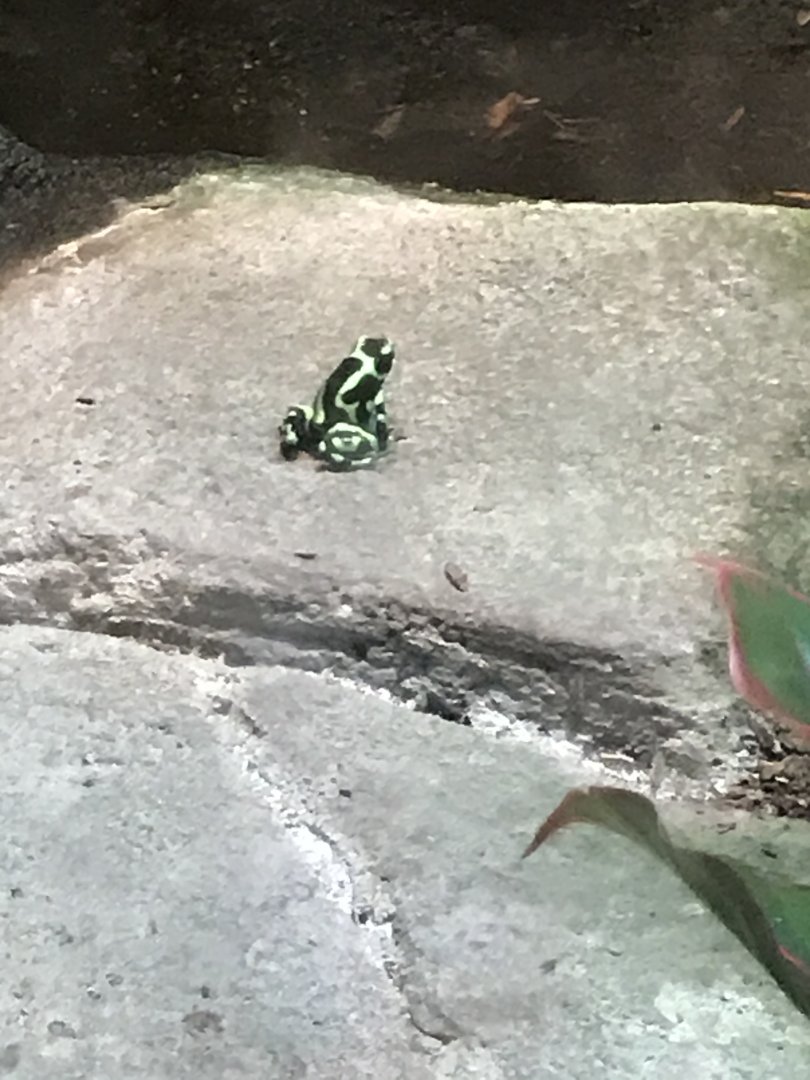 Green and black poison dart frog