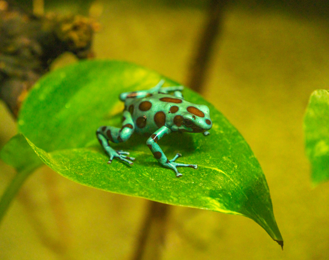 Green and Black Poison Dart Frog
