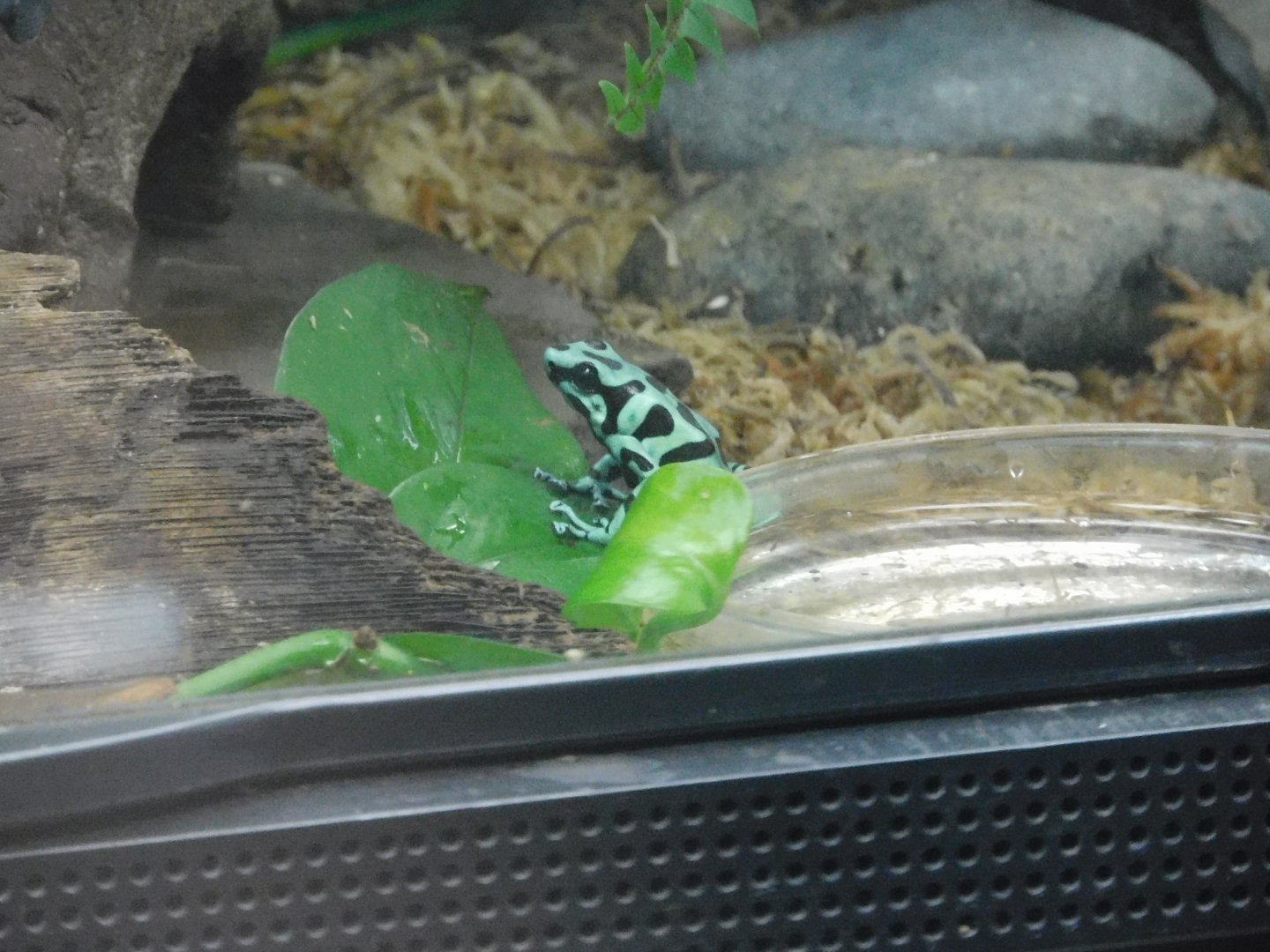 green and black poison dart frog