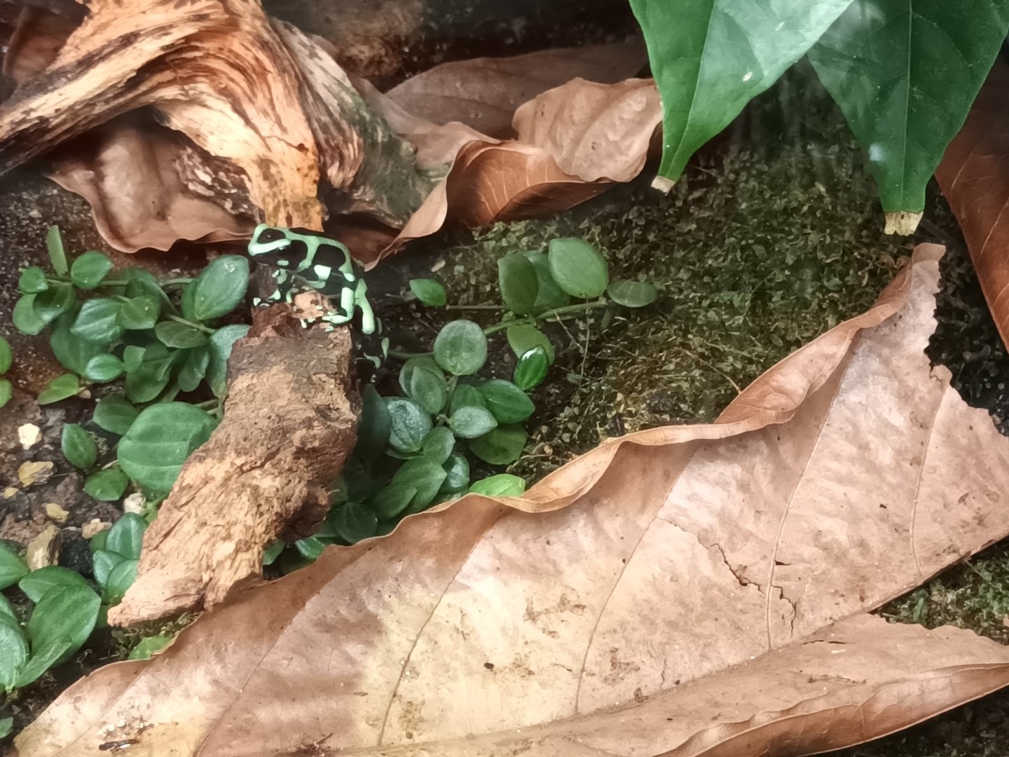 Green and black poison dart Frog