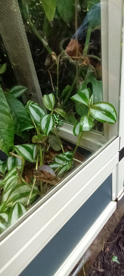 Green and black poison dart Frog