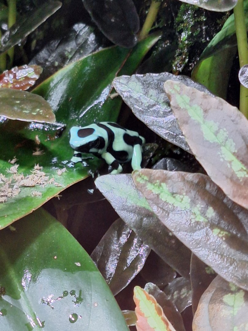 Green and Black Poison Dart Frog