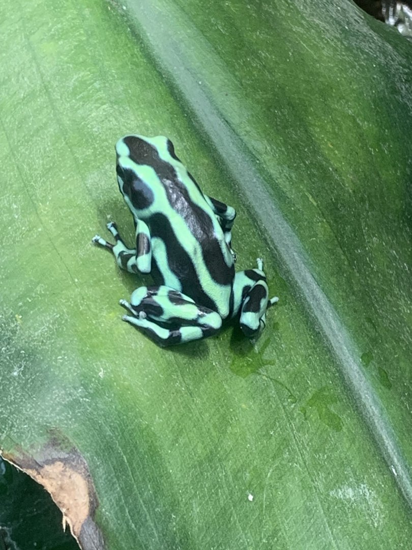 Green and black poison dart frog