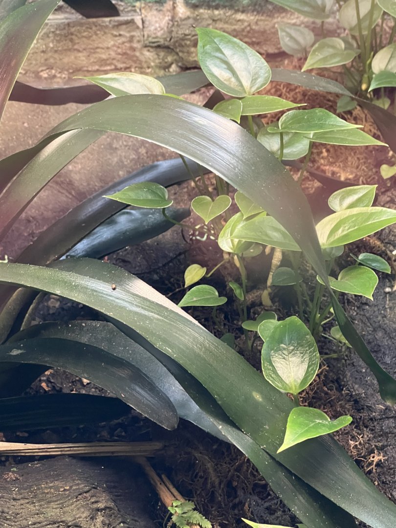 Green-and-Black Poison Dart Frog