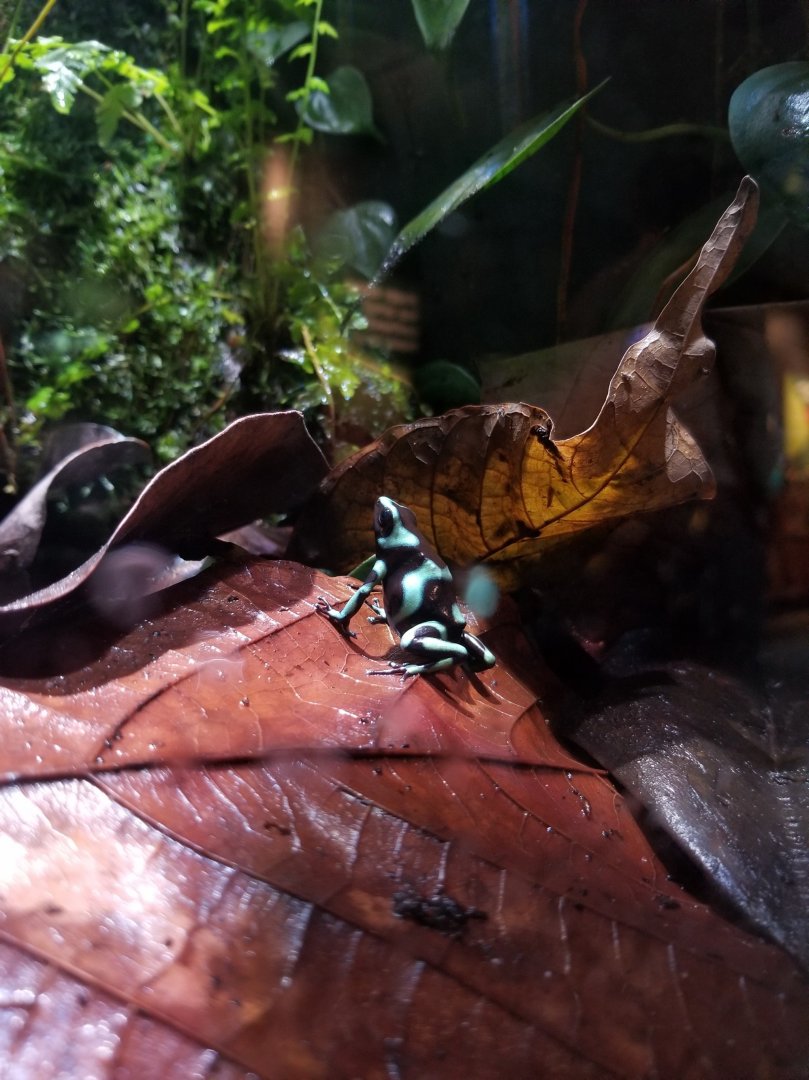 Green-and-black poison dart frog