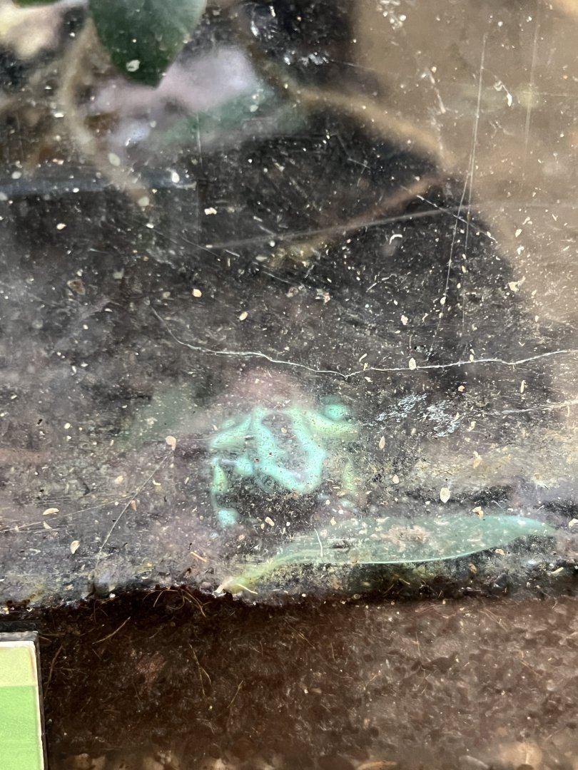 Green-and-Black Poison Dart Frog