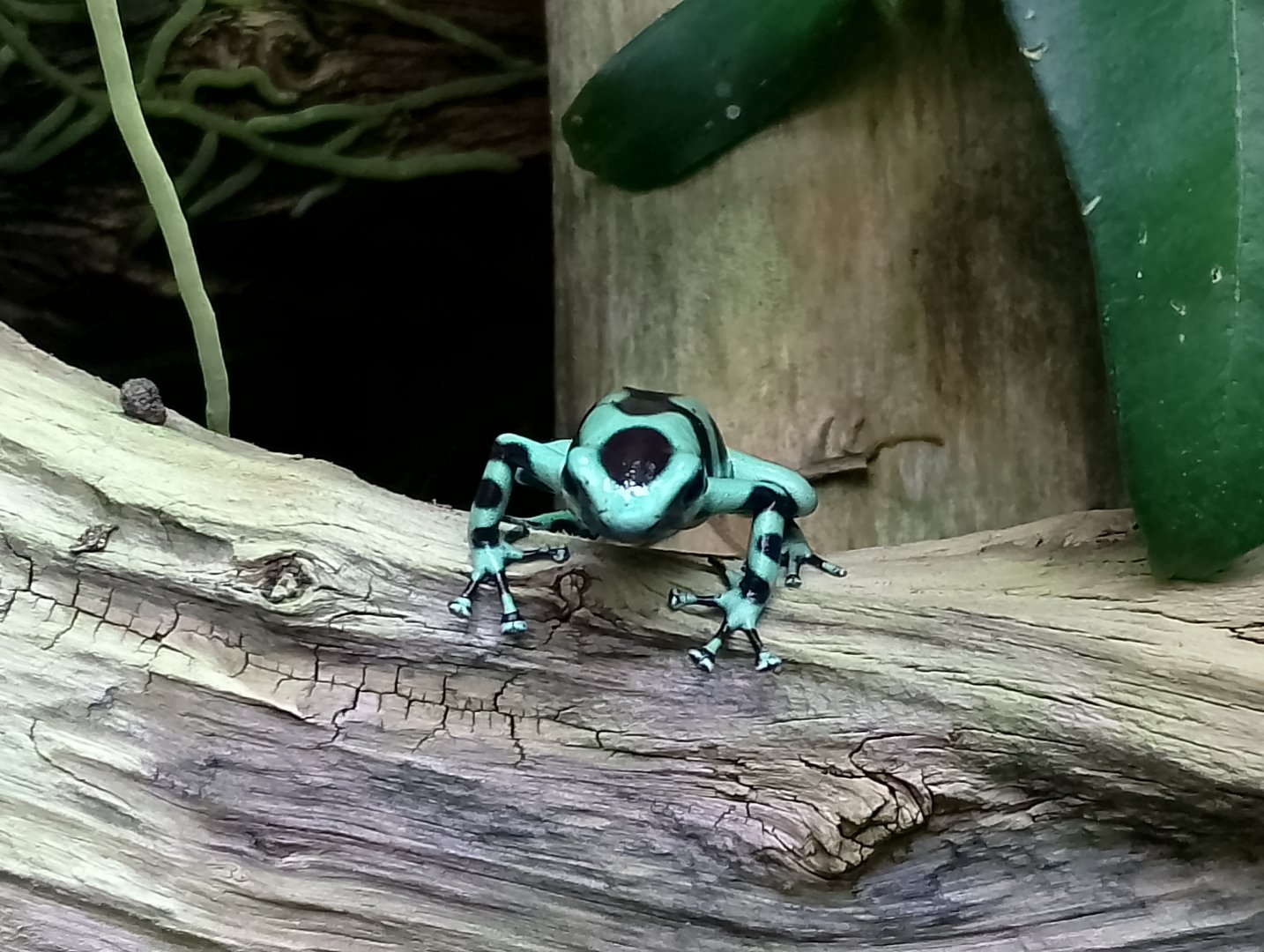 Green and black poison dart frog