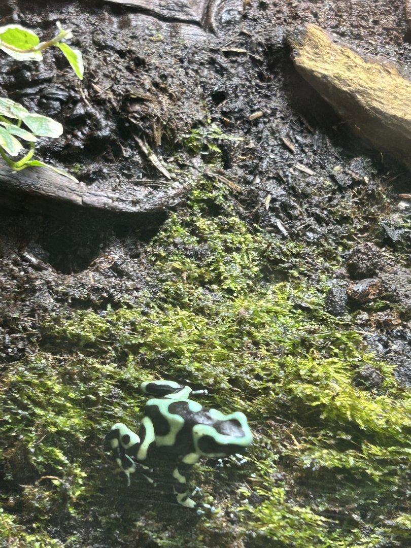 Green and black poison dart frog