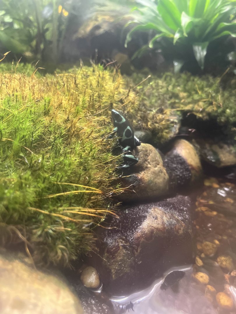 Green and black poison dart frog