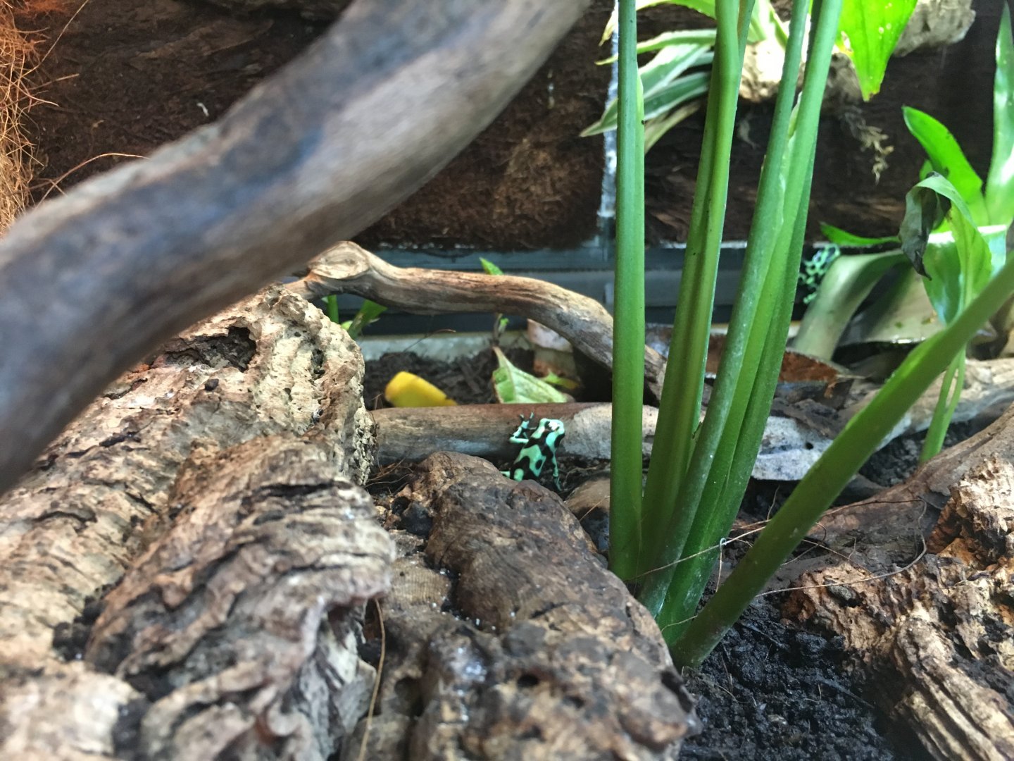 Green and black poison dart frogs 010817