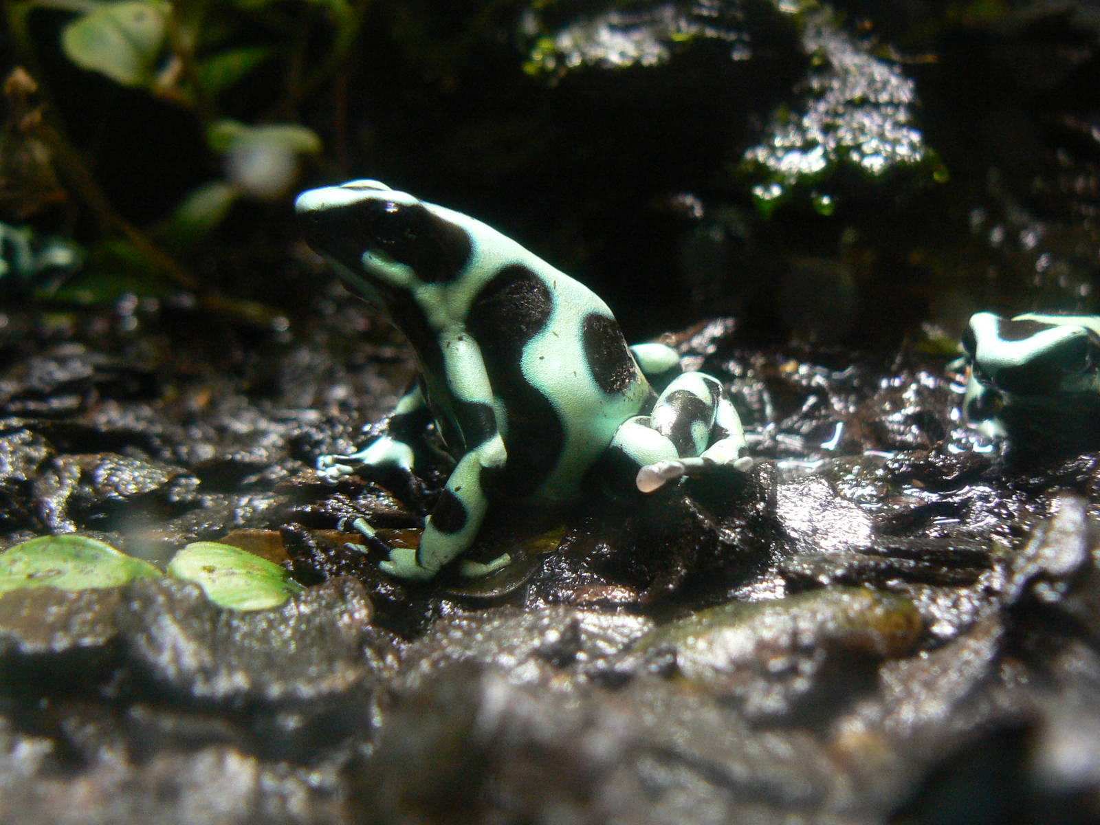 Green and Black Poison Dart Frogs - 26 March 2016