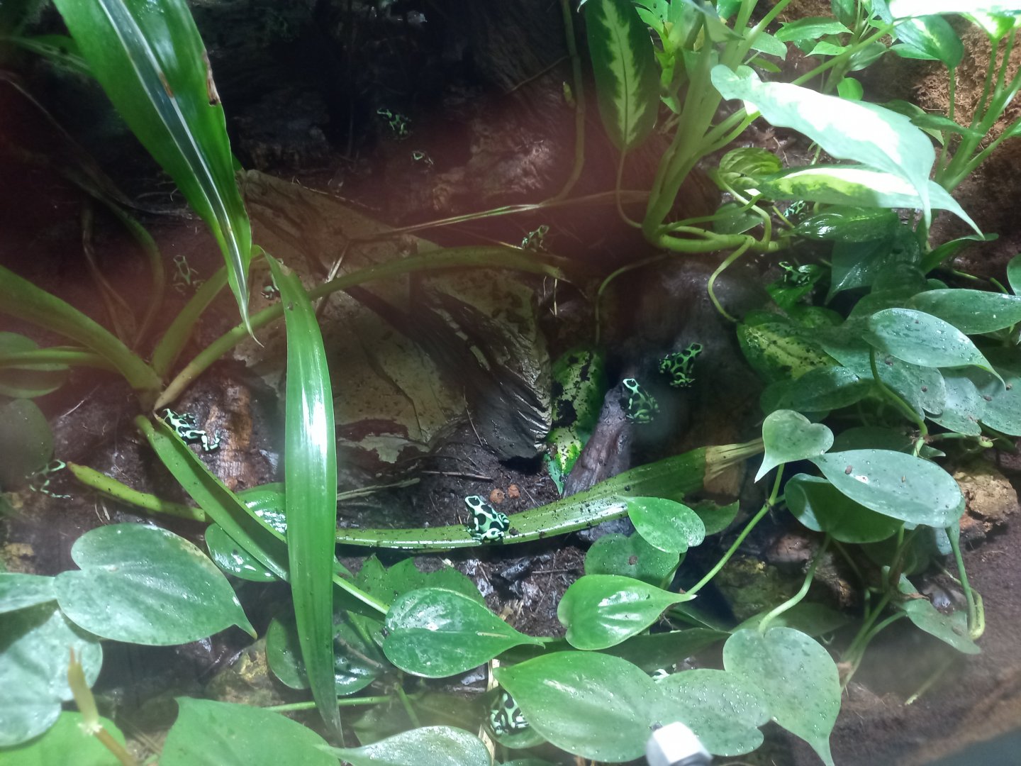 Green and Black Poison Dart Frogs