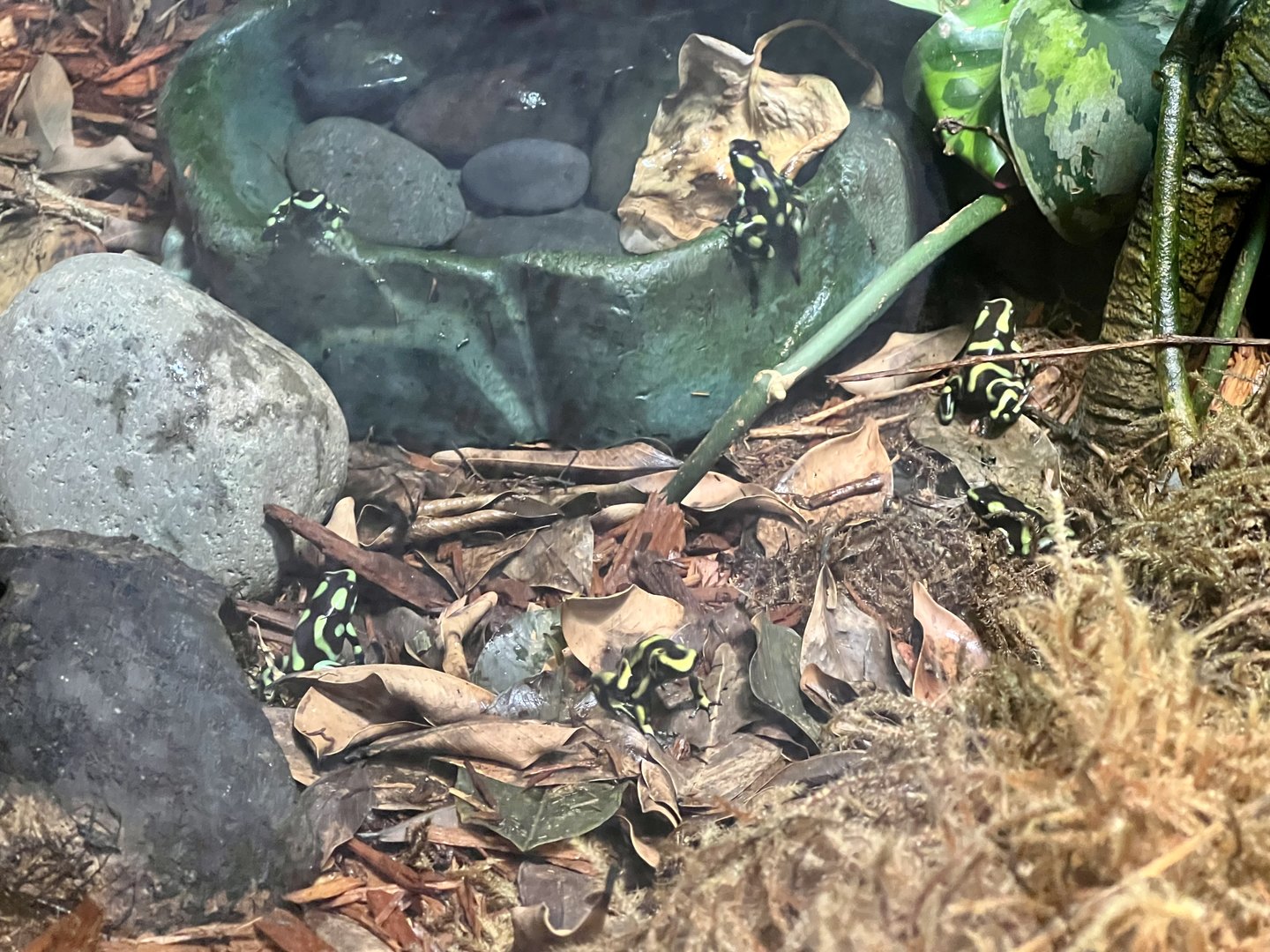 Green and Black Poison Dart Frogs