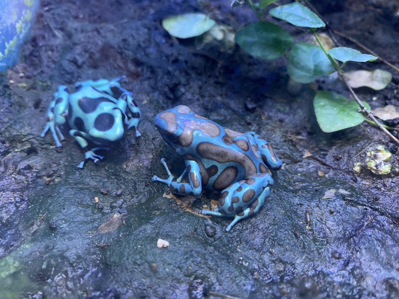 Green and black poison dart frogs