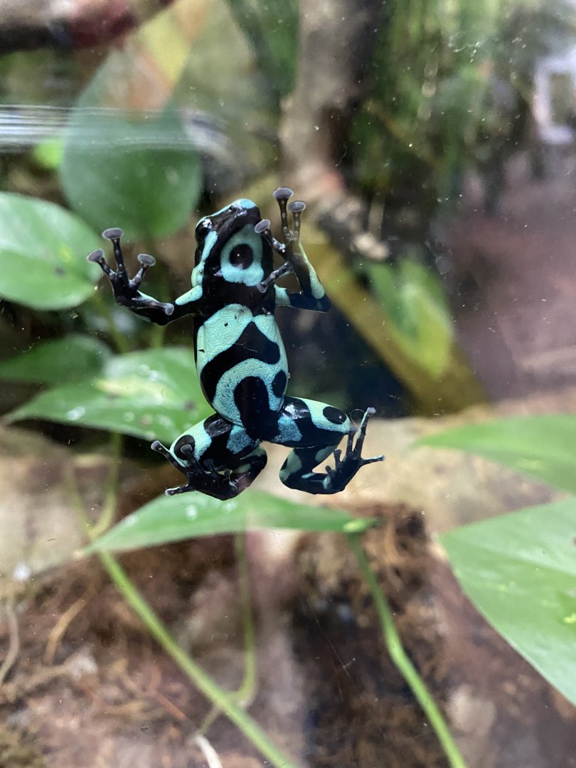 Green and black poison frog 050120