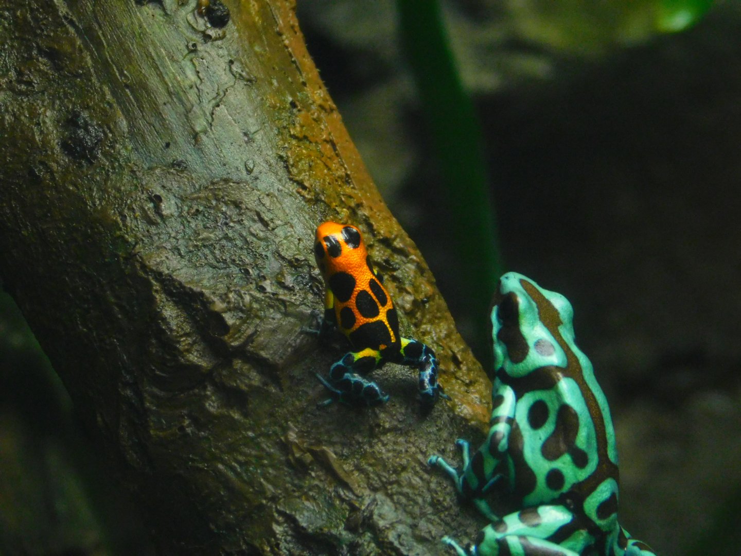 Green And Black Poison Frog and Mimic Poison Frog