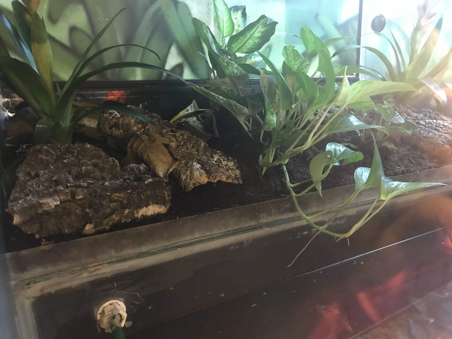 Green and black poison frog enclosure