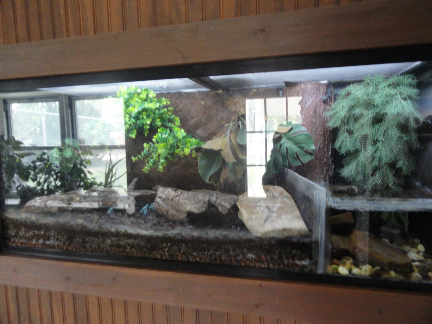 Green and Black Poison Frog Exhibit