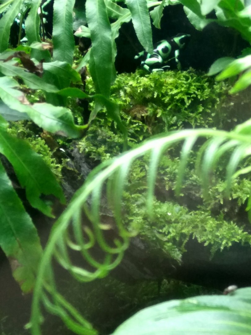 green and black poison frog