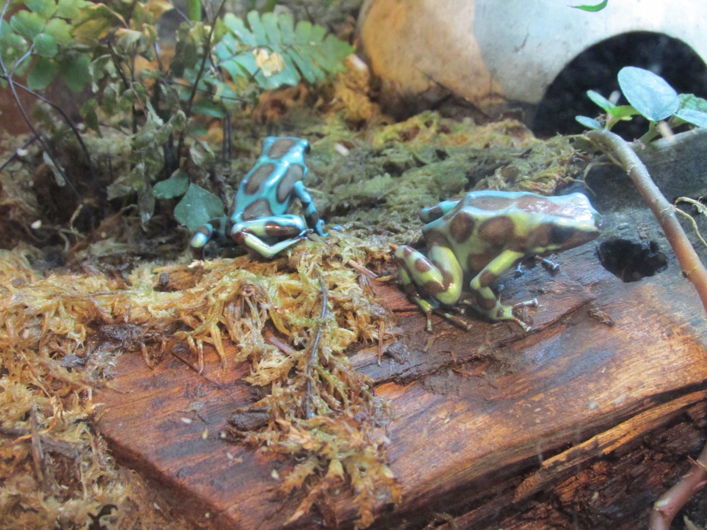 green and black poison frog