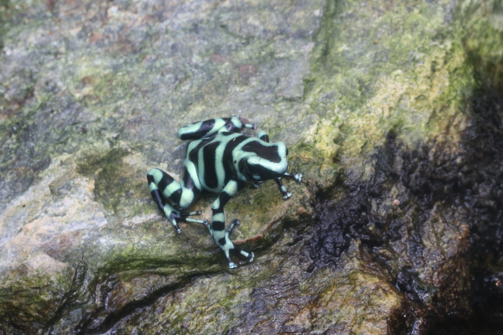 Green and black poison frog