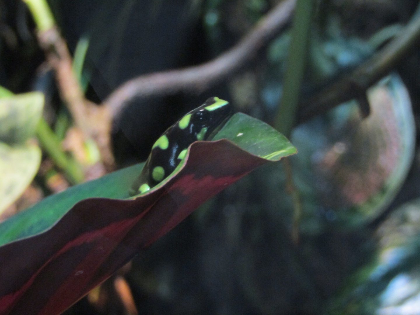 Green and Black Poison Frog